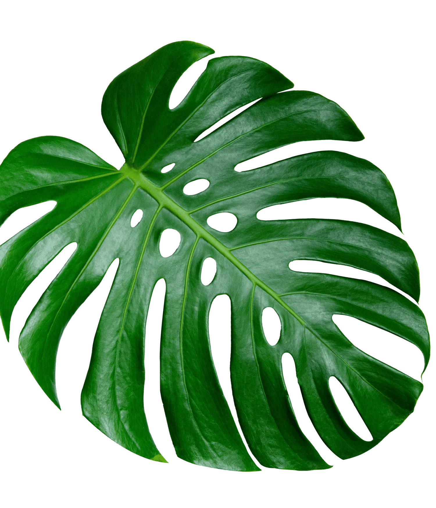 Bring the Tropics Home