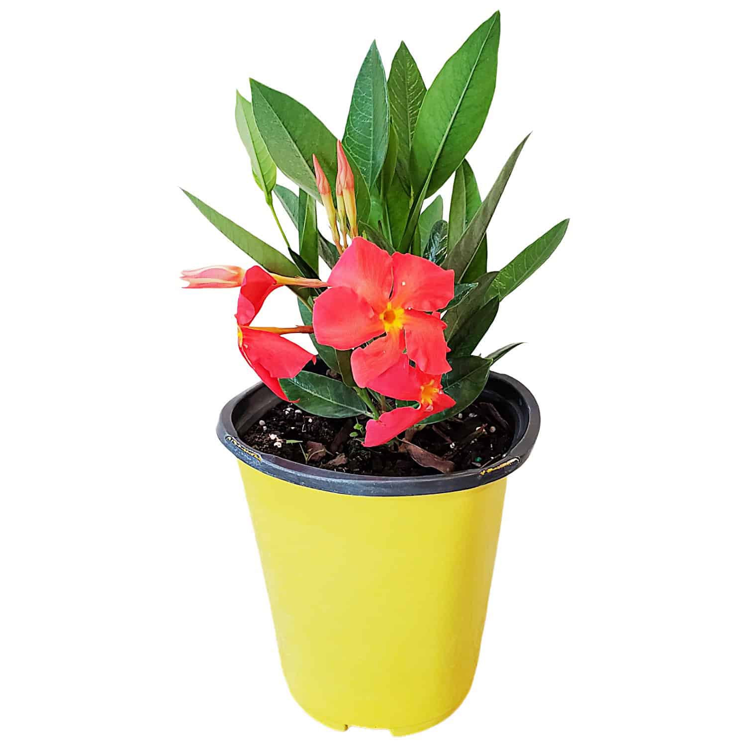 Dipladenia & Mandevilla Plants