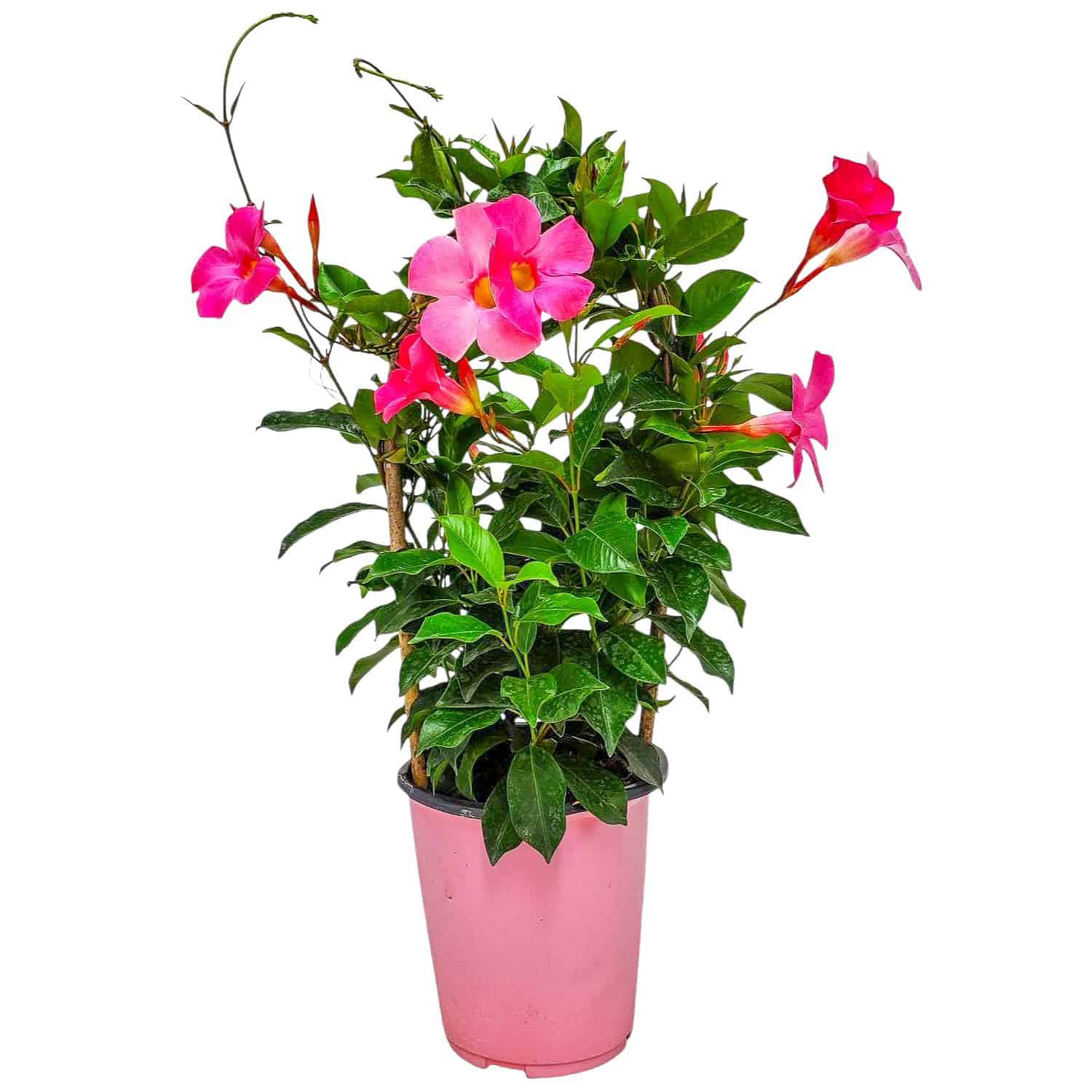 Dipladenia Plants